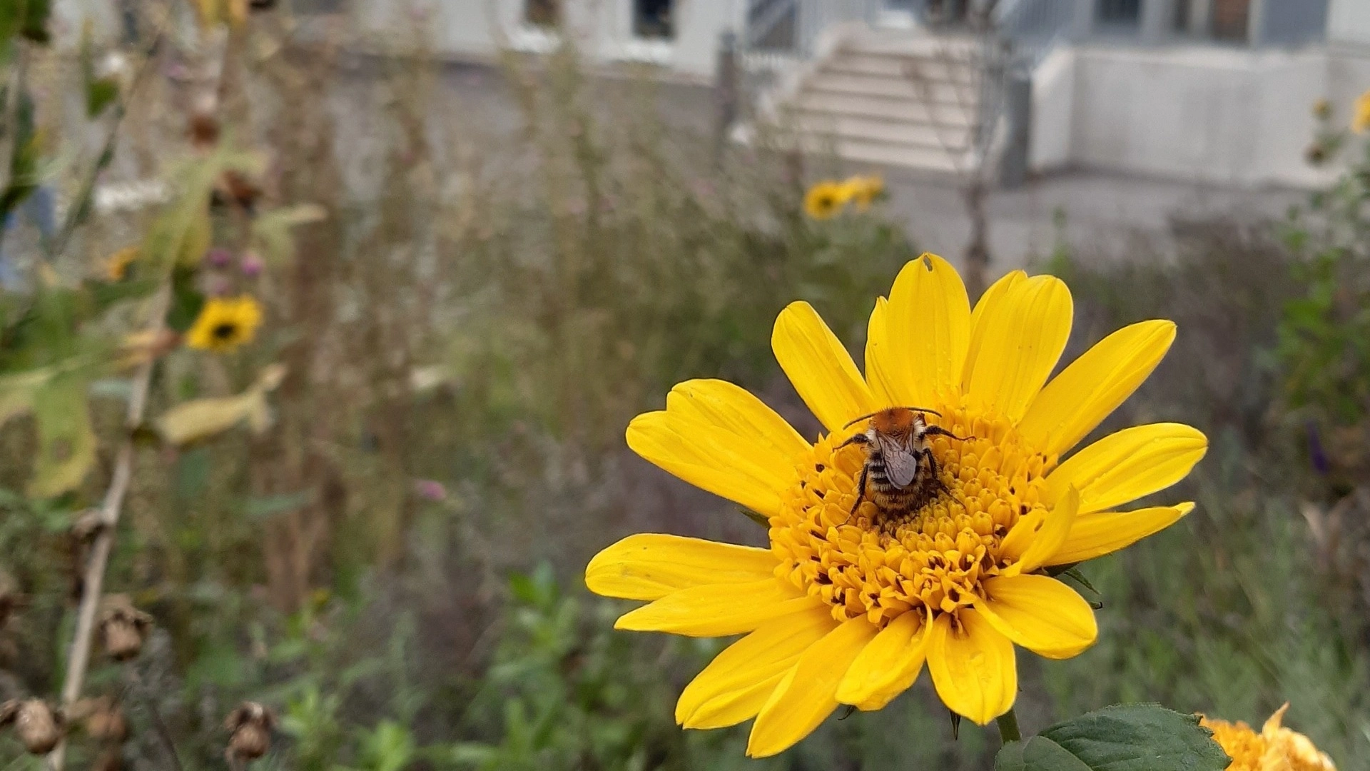 Die Nahaufnahme zeigt eine Hummel auf einer Blüte auf dem Firmenareal