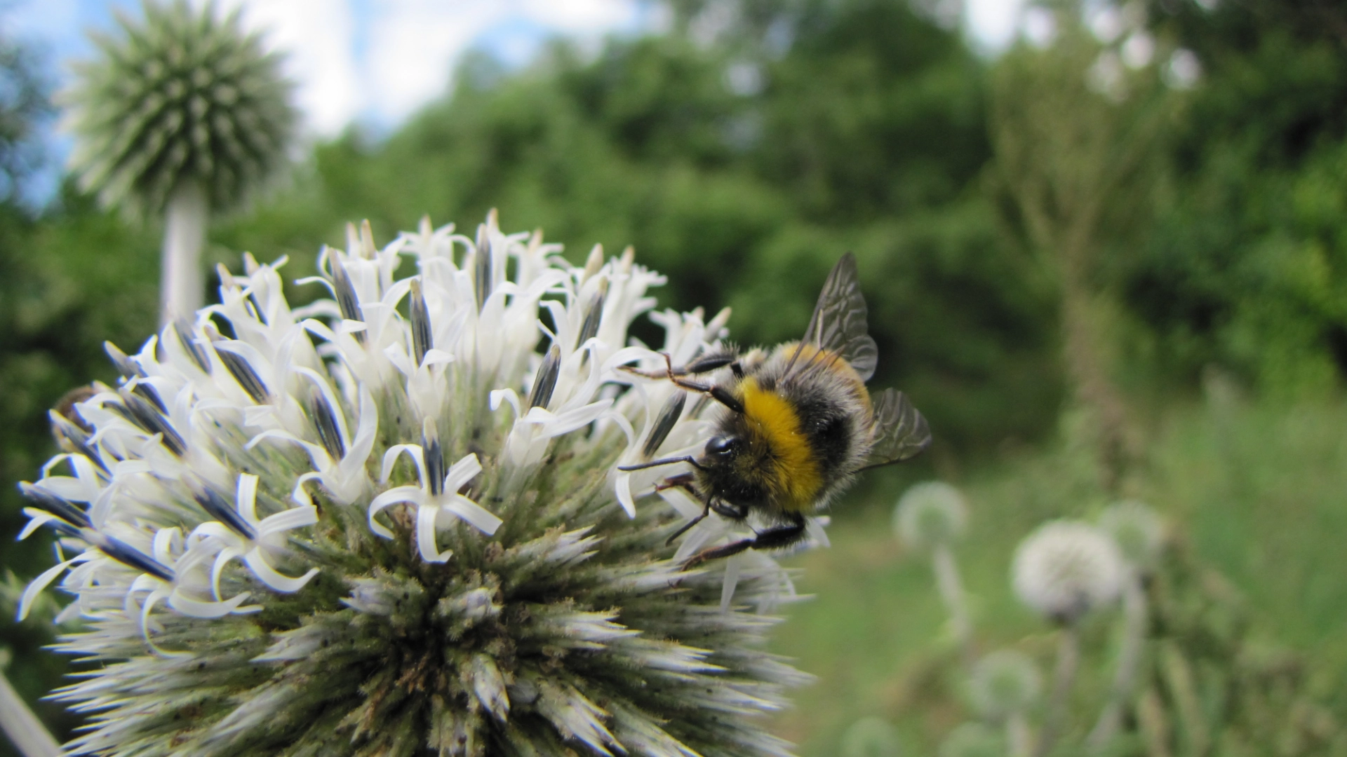 Naturnahe Betriebe - Nahaufnahme einer Hummel beim Blütenbesuch