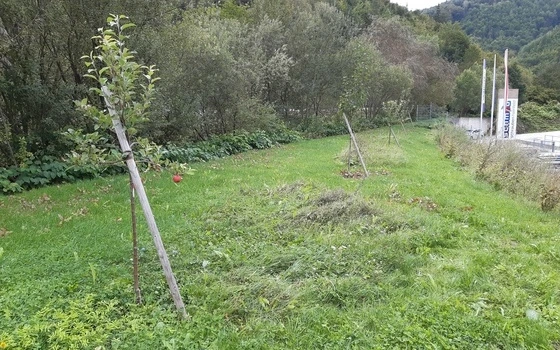 Das Bild zeigt gepflanzte Obstbäume auf dem Parkplatzbereich nach einer naturnahen Umgestaltung